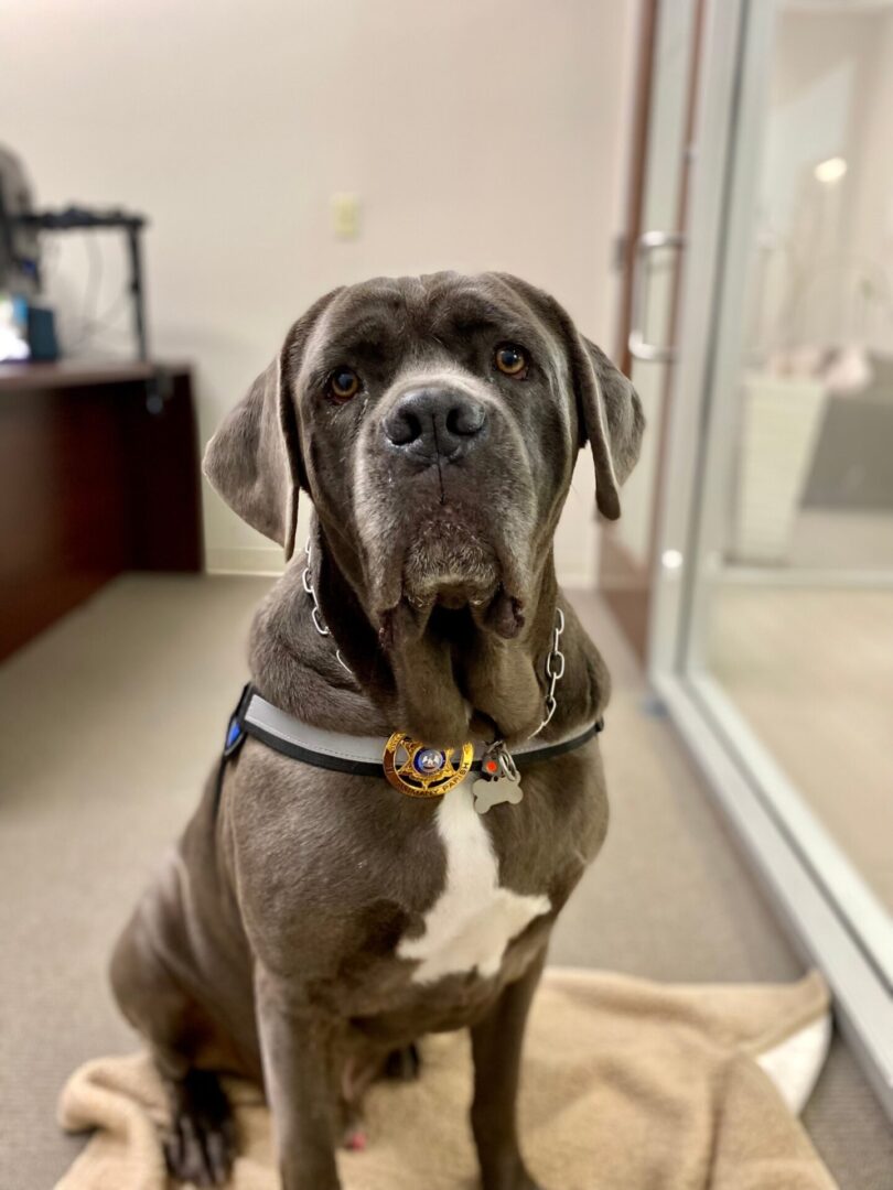 Louie St. Tammany Parish Coroner's Office